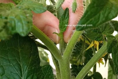 4 RAZLOGA DA PARADAJZU ODSIJEČETE VRH: Nećete znati šta da radite sa tolikim plodovima