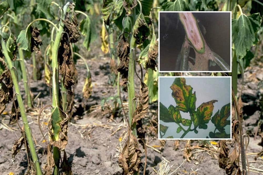 Zeleno uvenuće - Može dovesti do potpunog propadanja vašeg povrća