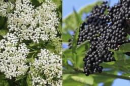 Nemojte obrati BAŠ SVE cvjetove ZOVE - Postoji dobar RAZLOG