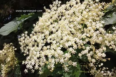 Zova - Njene ljekovitosti su mnogobrojne