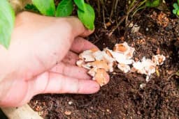 Pet besplatnih sastojaka koji će prihraniti vaše biljke