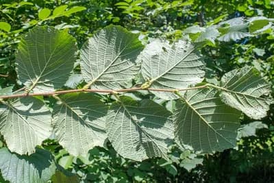 List i kora lijeske su veoma cijenjeni zbog svoje ljekovitosti - Recepti za pripremu preparata