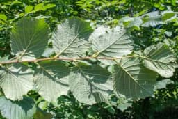 List i kora lijeske su veoma cijenjeni zbog svoje ljekovitosti - Recepti za pripremu preparata