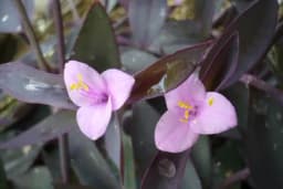 Ljubičasta lozica - Biljka koja mijenja boju listova