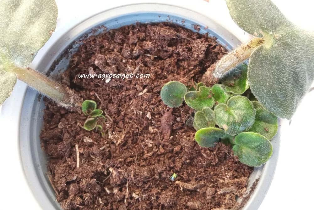 Razmnožavanje ljubičica