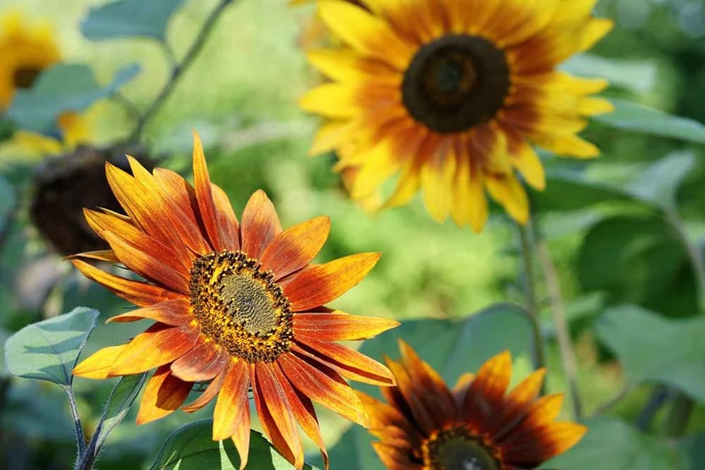 Još uvijek nije kasno da imate raskošnu baštu - Ovo cvijeće možete posaditi i u junu!