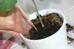 Ovo je najčešća greška koju ljudi prave s biljkama u ovo doba godine