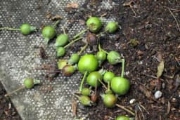 Kako spriječiti opadanje plodova u voćnjacima?