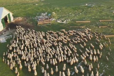 Možda i najveće stado ovaca na Balkanu: Četiri brata čuvaju preko hiljadu grla