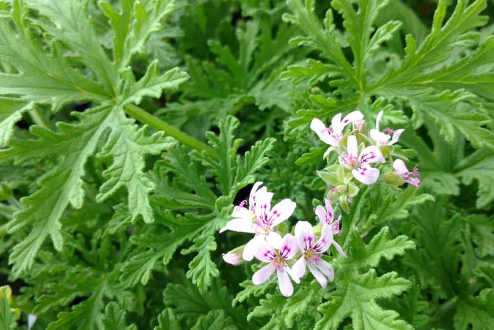 Nabavite ovaj cvijet - Odbija komarce, ose i muve