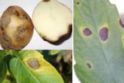 Crna pjegavost krompira opasnija i od plamenjače - Znatno smanjuje prinose