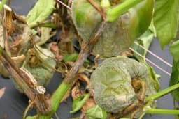 Plamenjača paprike - Kod osjetljivih sorti može prouzrokovati i 100% štete