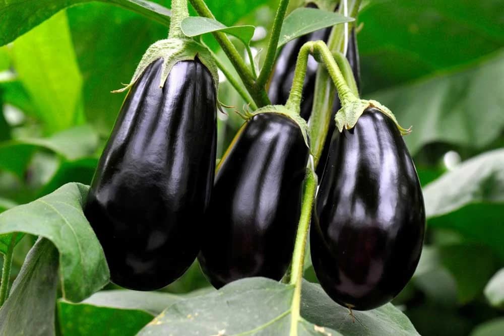 Prihrana plavog patlidžana