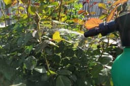 Tečnost od tri sastojka koja će držati štetočine daleko od vaših ruža