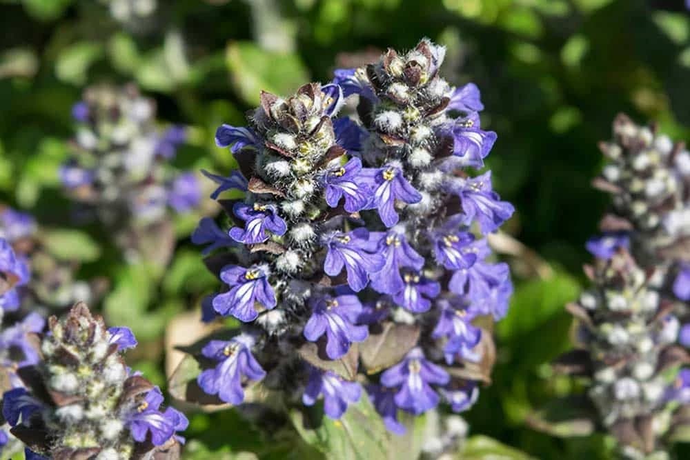 Puzajuća ivica (Ajuga)