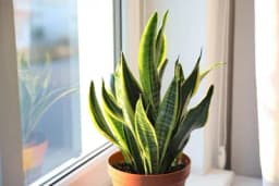 Sanseverija - Sve što treba da znate o uspješnoj njezi ove biljke
