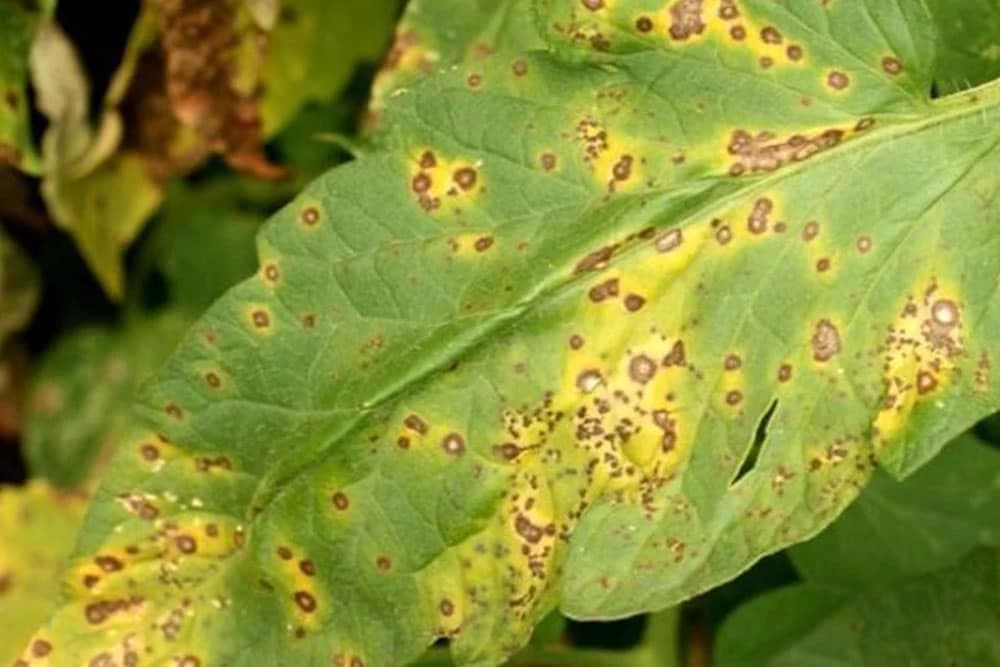 Siva pjegavost lista paradajza