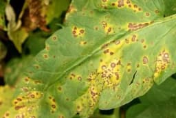 Siva pjegavost lista paradajza - Simptomi i suzbijanje