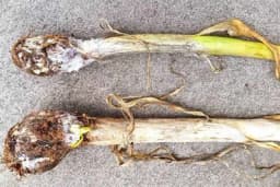 Trulež glavica bijelog luka - Štete mogu biti velike