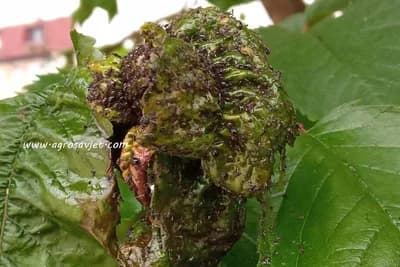 Biljne vaši bježe od hladne vode i alkohola - Pročitajte kako da na prirodan način uništite ove štetočine