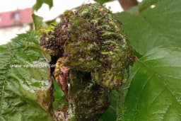 Biljne vaši bježe od hladne vode i alkohola - Pročitajte kako da na prirodan način uništite ove štetočine