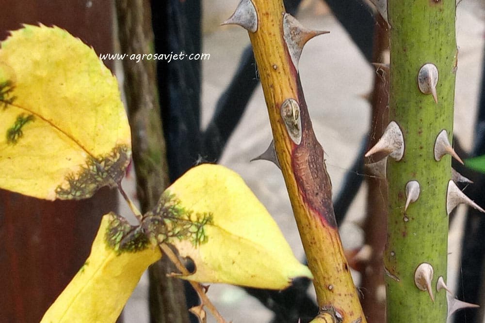 bolesti ruža