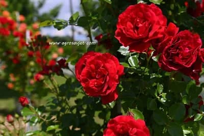 Detaljan vodič za sađenje ruža