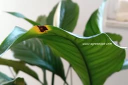 Jedan pogled na listove otkriva koje probleme imaju vaše biljke - Evo kako ih riješiti!