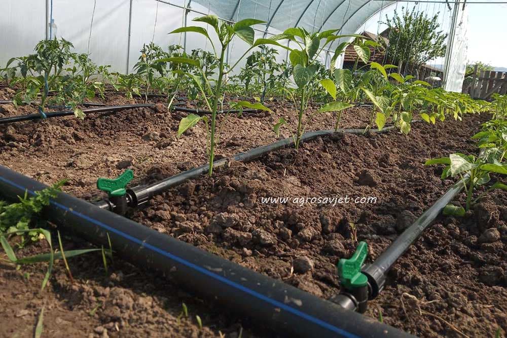 đubrenje korz sistem kap po kap