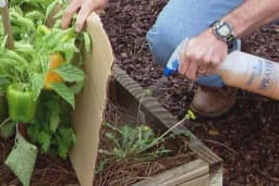 Ovo su prirodni i jednostavni načini za uništavanje korova