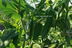 Za ranu proljetnu berbu – Predzimska sjetva graška