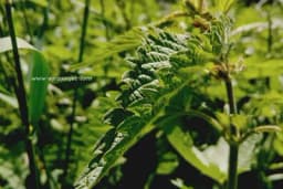 Četiri ljekovita korova koja rastu svuda oko nas!