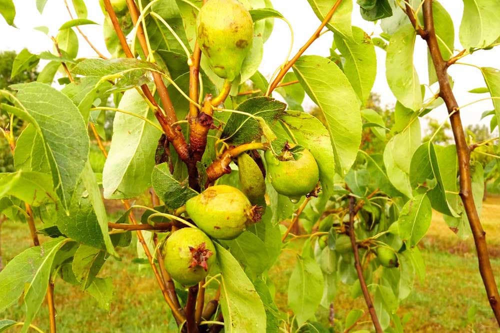 Štetočine u voćnjacima