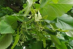 LIPA - Kada je pravo vrijeme za berbu cvjetova i za šta se sve koristi?