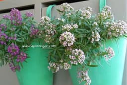 Lobularija - Prekrasna biljka čiji cvjetići mirišu na med