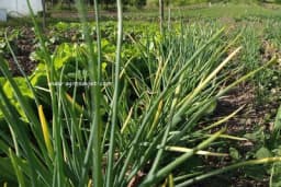 Ljutika ili luk kozjak se gaji veoma lako, a možete ga i ukiseliti