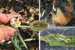 Zbog LUKOVE MUVE listovi venu, žute i suše se - Evo kako da je suzbijete!