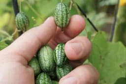 Lubenica i krastavac u jednoj biljci - Savjeti za kalemljenje ovog neobičnog povrća