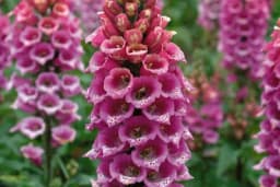 Kako se gaji cvijet NAPRSTAK?