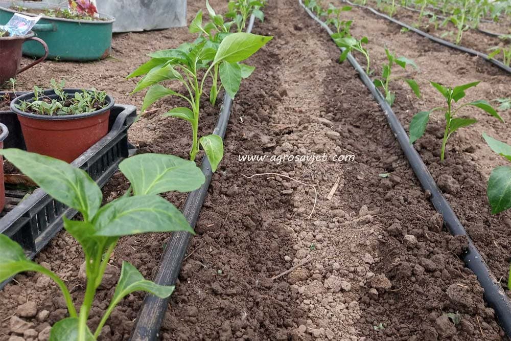 paprika u plasteniku