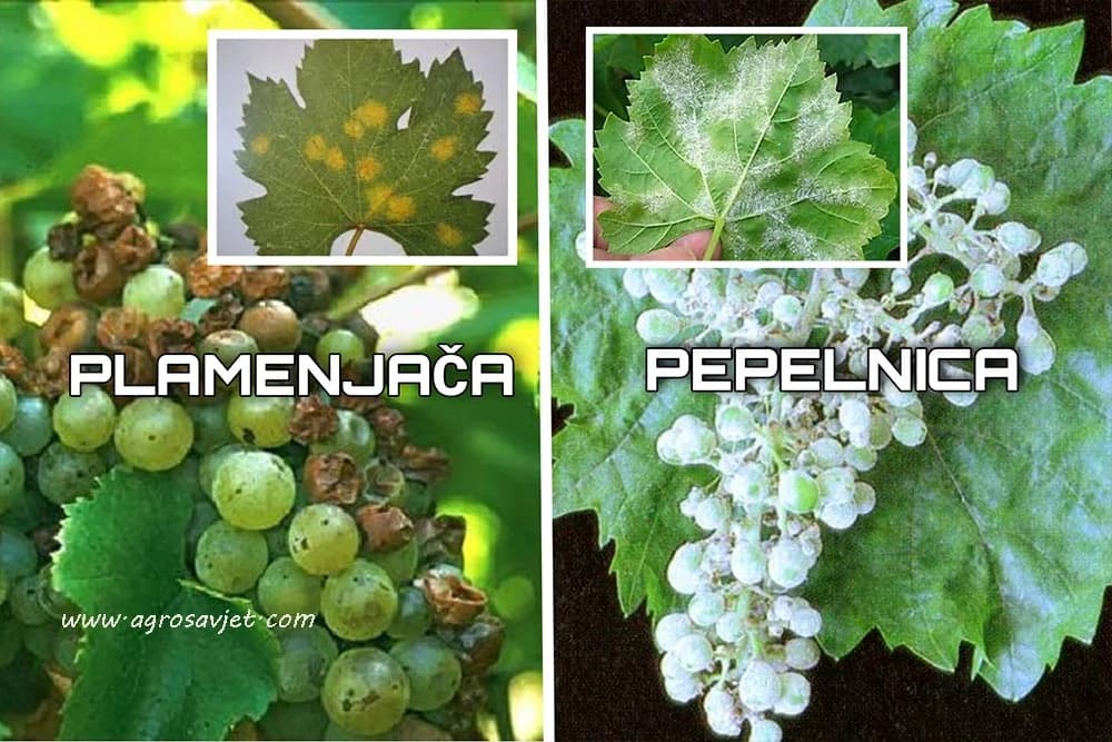 pepelnica i plamenjača vinove loze