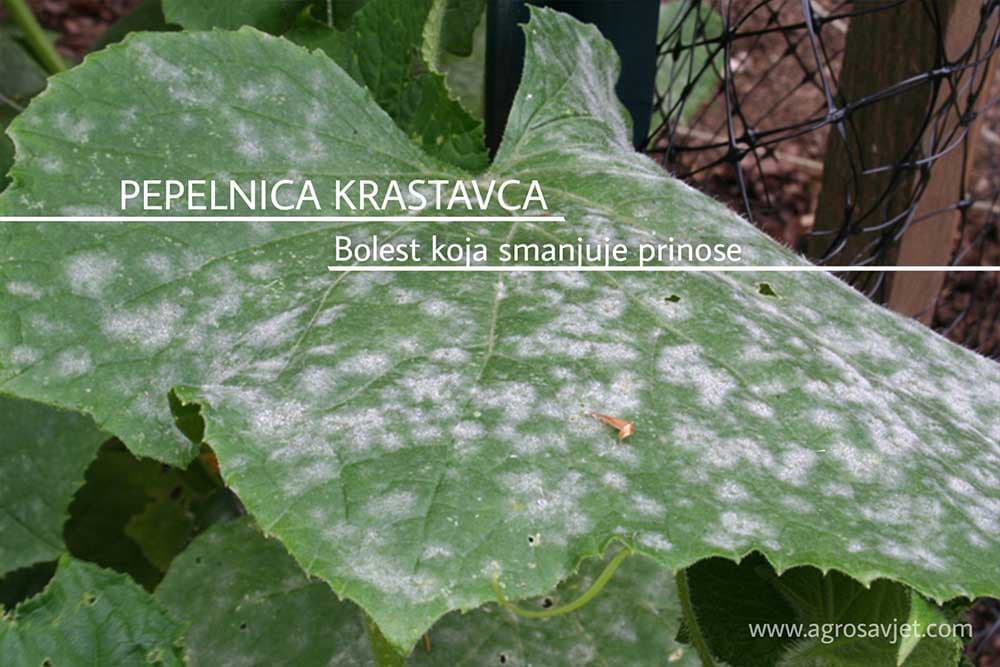Pepelnica krastavca