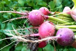 Sve što treba da znate prije jesenje sjetve rotkvice