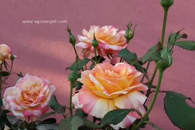 Kada orezivati ruže?