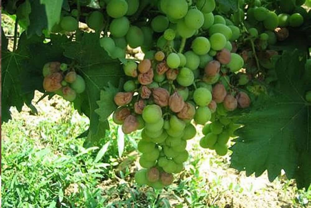 siva trulež grožđa