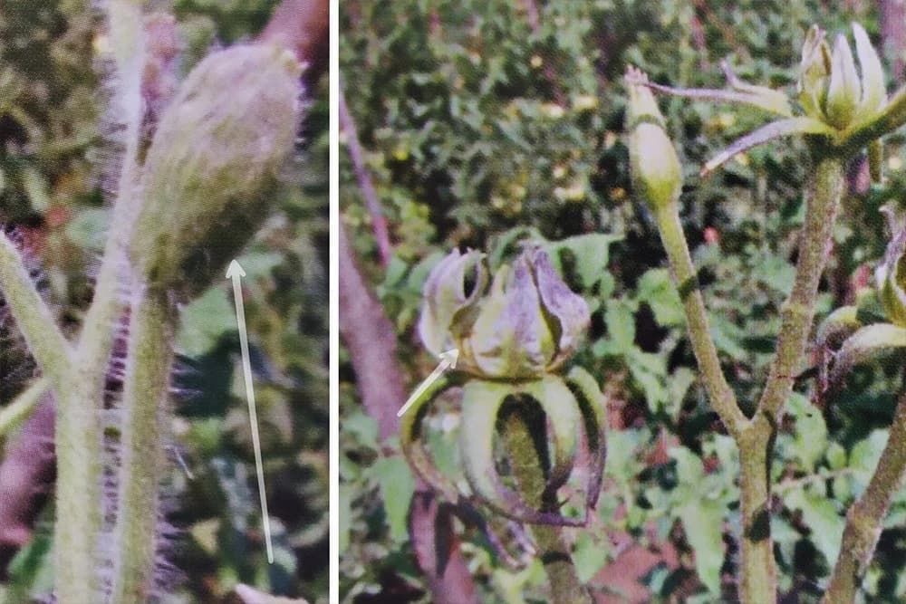 stolbur paradajza i paprike