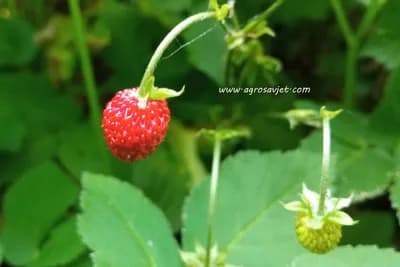 Fragolino - Liker od šumskih jagoda