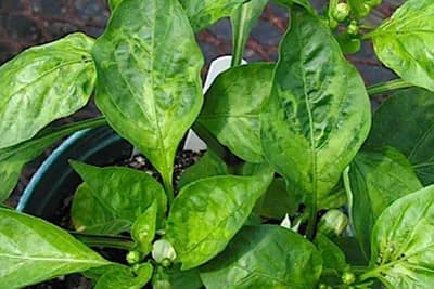 Virus mozaika duvana na paprici izaziva velike štete