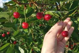 Jednostavan recept za domaći liker od višnje