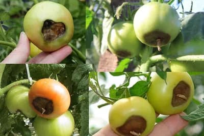 Riješite se VRŠNE TRULEŽI PARADAJZA upotrebom KALCIJUMA